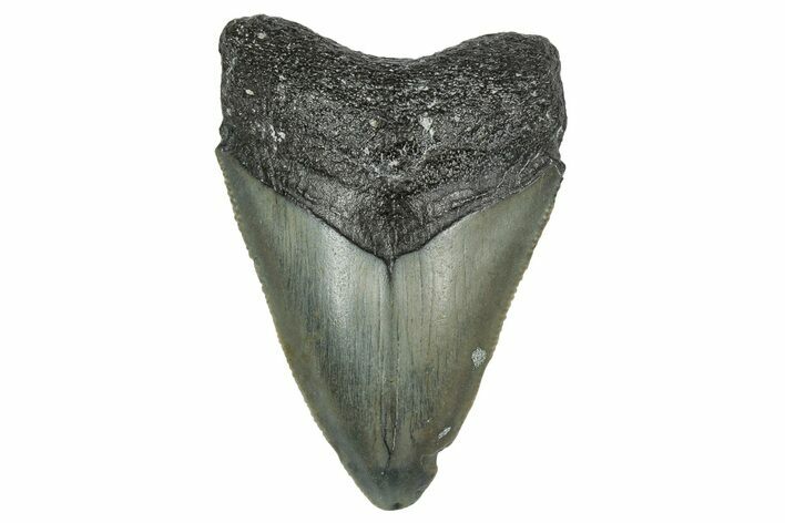 Serrated, Juvenile Megalodon Tooth - North Carolina #338514